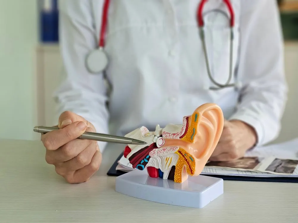 Ear anatomy model with a hand pointing to the inner ear